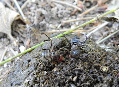 Neomyennis appendiculata