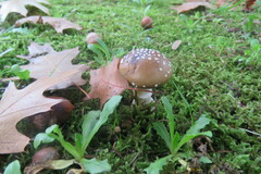 Amanita pantherina