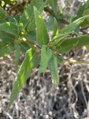 Aristeguietia salvia