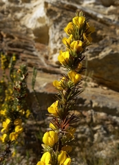 Aspalathus sceptrum-aureum