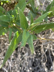 Aristeguietia salvia