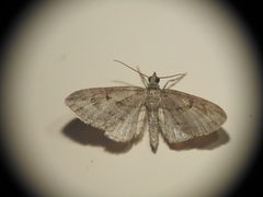 Eupithecia pusillata