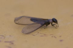 Kalotermes flavicollis