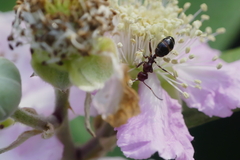 Camponotus lateralis