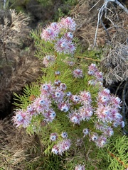 Serruria foeniculacea