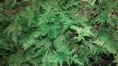 Thuidium tamariscinum