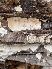 Steccherinum ochraceum