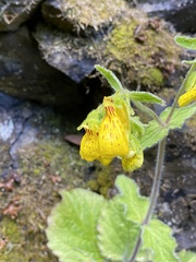 Calceolaria crenatiflora