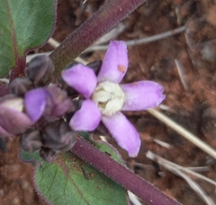 Raphionacme hirsuta