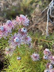 Serruria foeniculacea