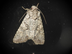 Dryobotodes monochroma