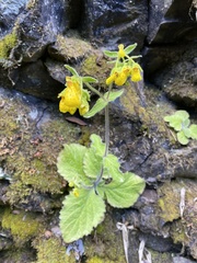 Calceolaria crenatiflora