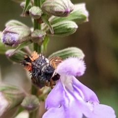 Harmonia axyridis