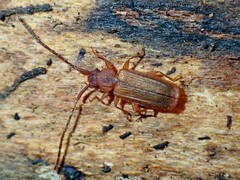 Uleiota dubia