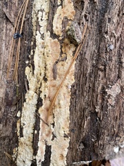 Steccherinum ochraceum