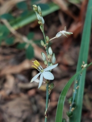 Chlorophytum saundersiae