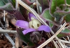 Raphionacme hirsuta
