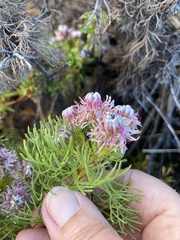 Serruria foeniculacea