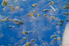 Ceratophyllum demersum
