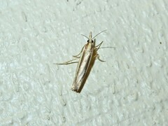 Orocrambus