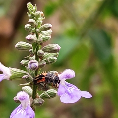 Harmonia axyridis