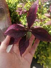 Alternanthera brasiliana