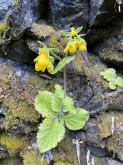 Calceolaria crenatiflora