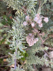 Eriocephalus