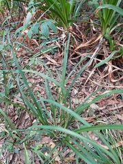 Chlorophytum saundersiae