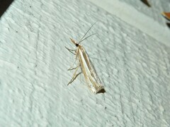 Orocrambus