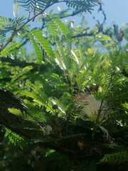 Calliandra surinamensis