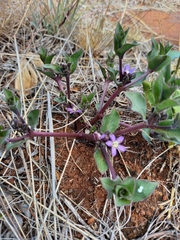 Raphionacme hirsuta
