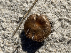 Inocybaceae
