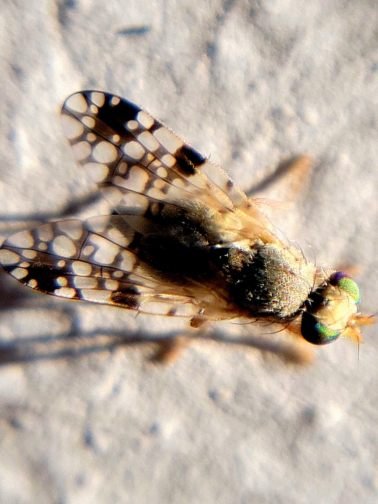 Tephritis leavittensis