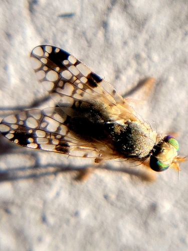 Tephritis leavittensis · iNaturalist