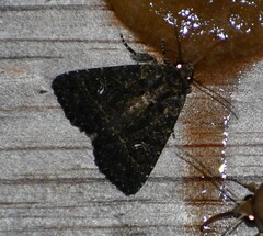 Condica albigera