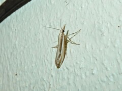 Orocrambus