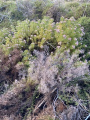 Serruria foeniculacea