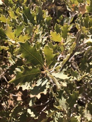 Quercus havardii