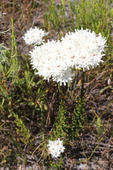 Pseudoselago spuria