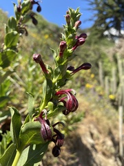 Lobelia polyphylla