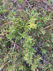 Cliffortia ferruginea