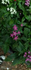 Pentas