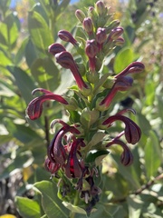 Lobelia polyphylla