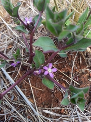 Raphionacme hirsuta