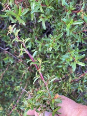 Cliffortia ferruginea