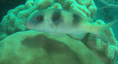 Parupeneus crassilabris