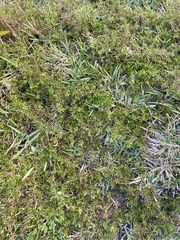 Cliffortia ferruginea