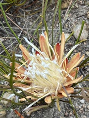Protea scorzonerifolia