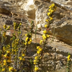 Aspalathus sceptrum-aureum